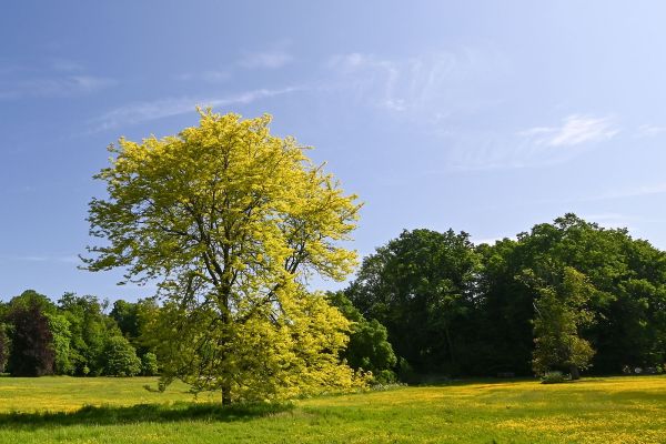 5x häufige Fehler beim Pflanzen von Bäumen