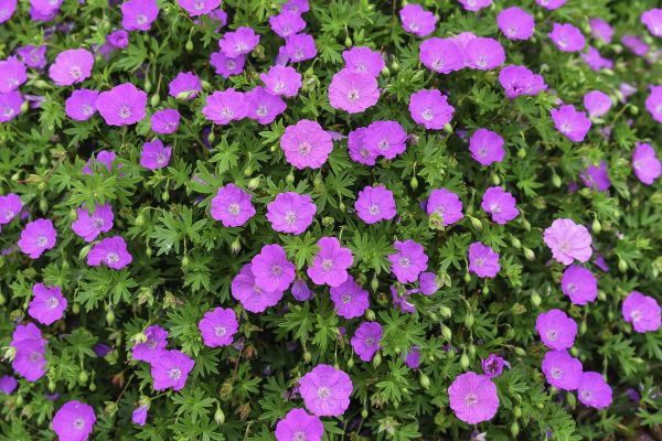 Ooievaarsbek Geranium in jouw tuin