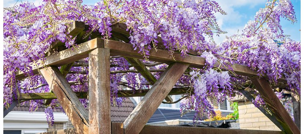 Welke planten zijn geschikt voor een pergola?