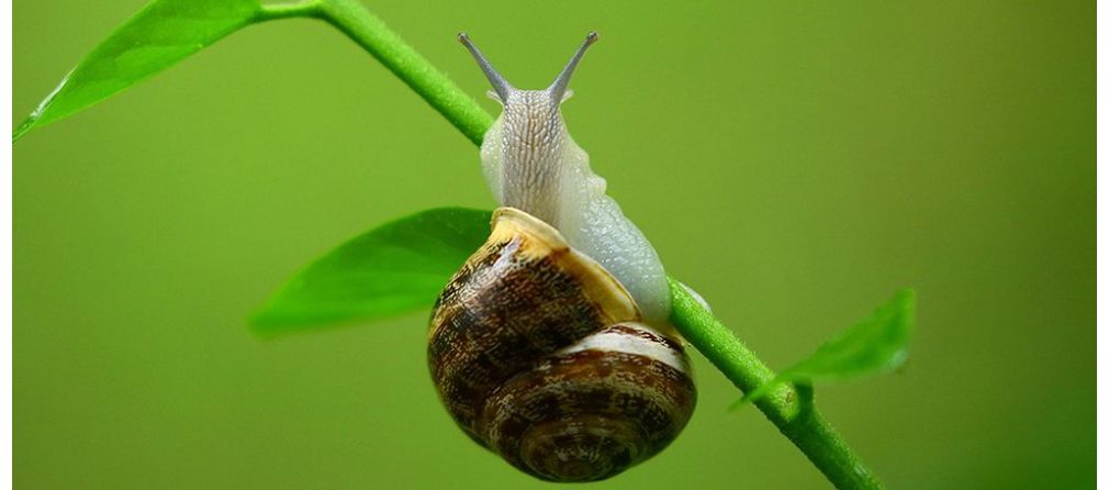 Planten tegen slakken