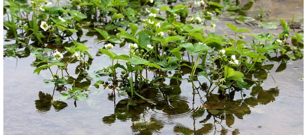 Wateroverlast tuin voorkomen