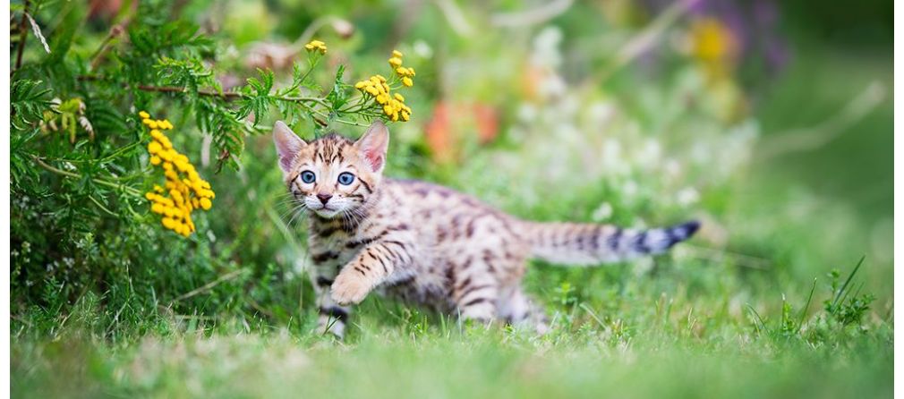 Welke planten zijn giftig voor katten en honden?