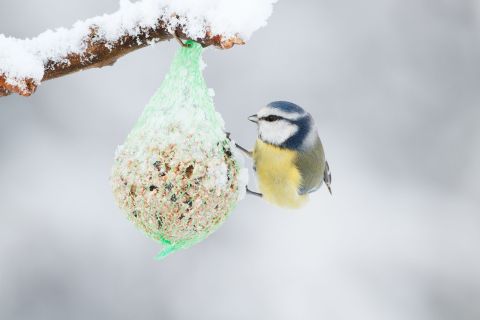 Wintertuin vogels voeren - tuinkalender januari