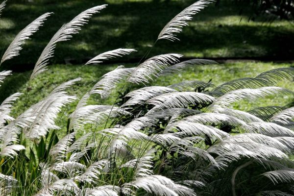 Windiger Garten? Diese Pflanzen vertragen Wind!