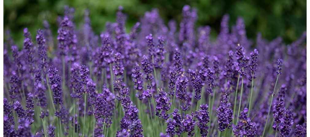 Lavendel snoeien