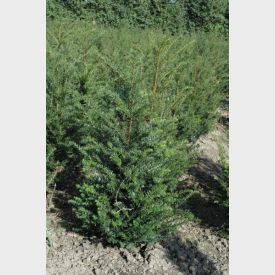 Taxus baccata 80/100