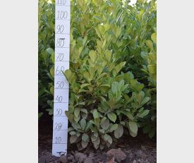 Laurierkers Rotundifolia 80-100